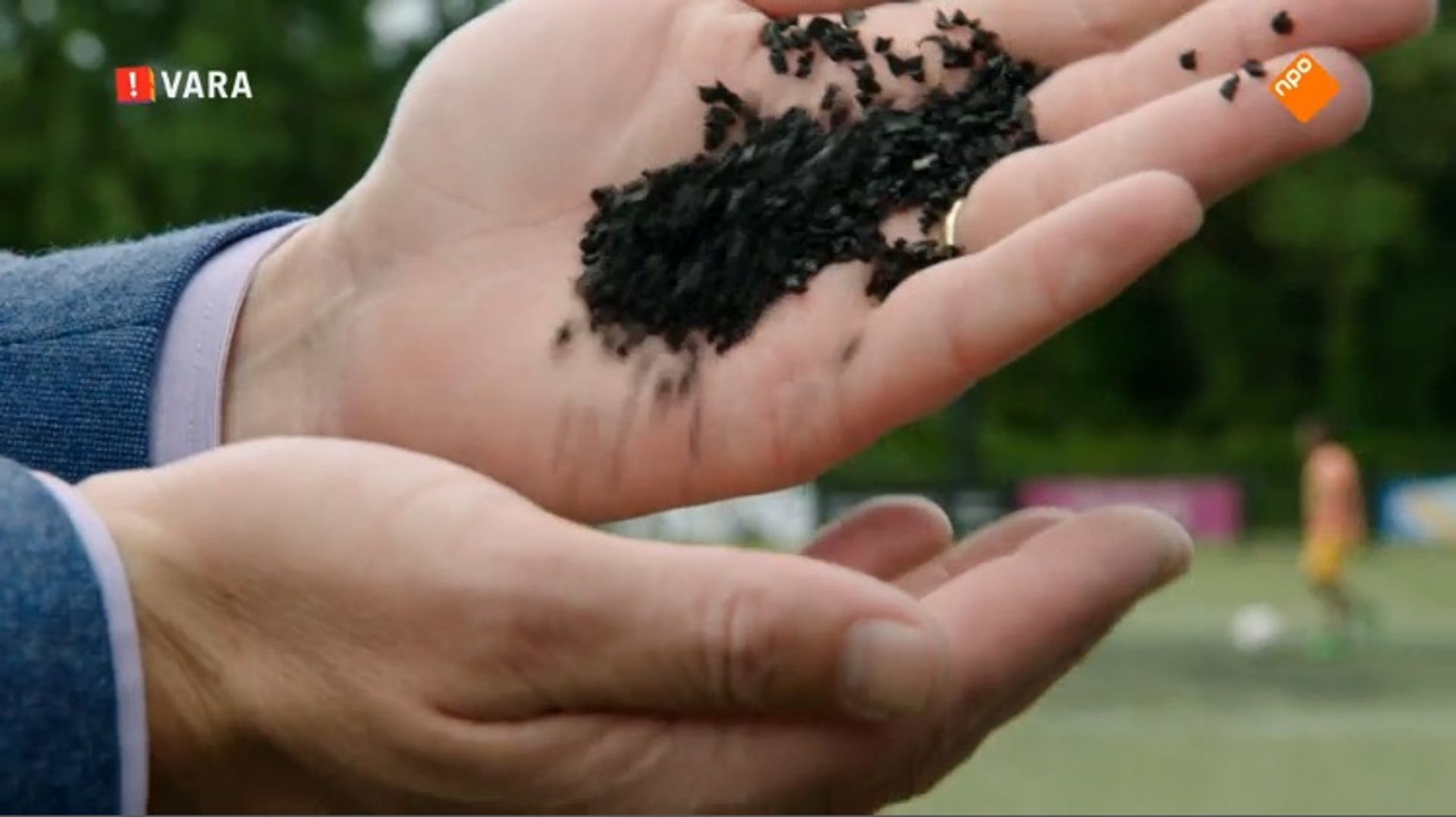 Experts: 'Beschouw rubberen kunstgras korrels als - Zembla - BNNVARA