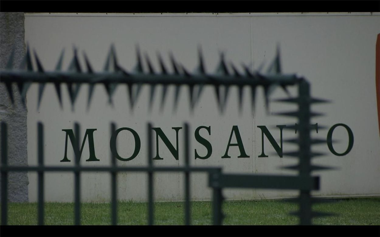 Afbeelding van Monsanto schikt voor 39,5 miljoen dollar in zaak om valse advertentieclaim