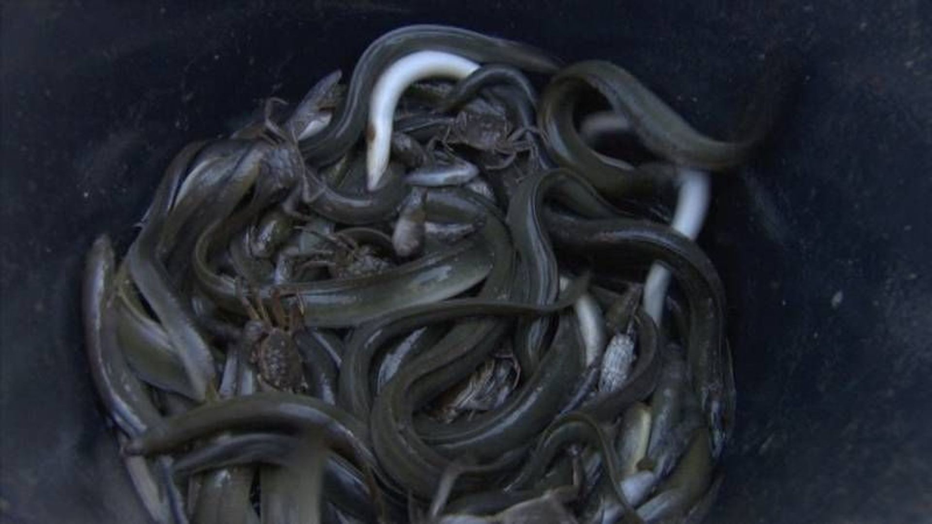 giftige-paling-blijft-te-koop-ondanks-waarschuwingen-van-voedsel-en-warenautoriteit