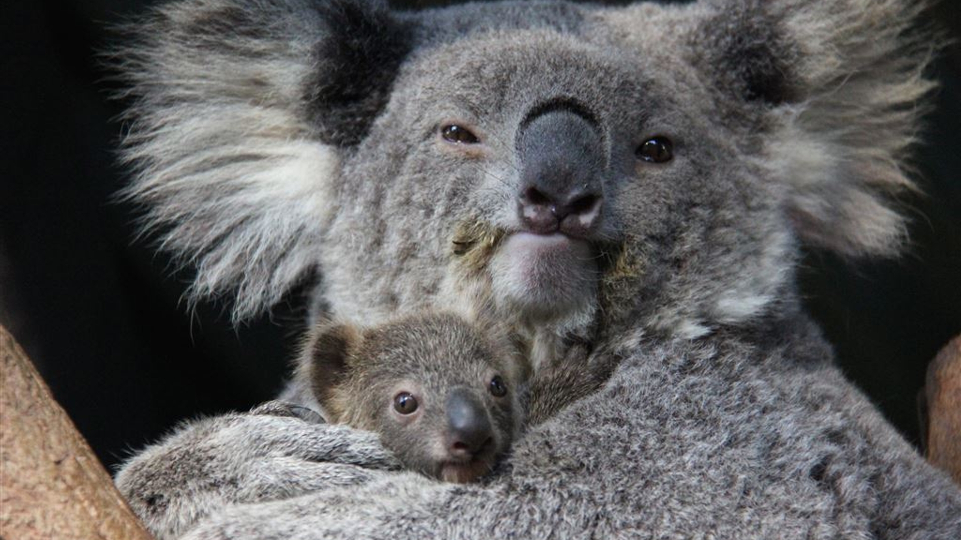 Koala ANP