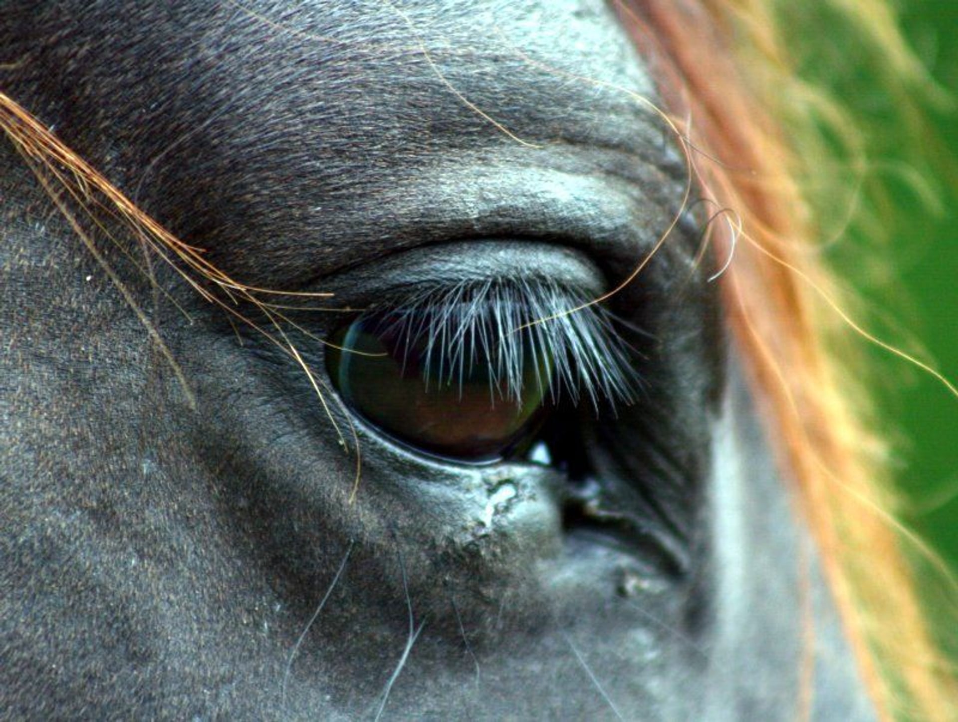 Een paard in de gang - Zembla - BNNVARA