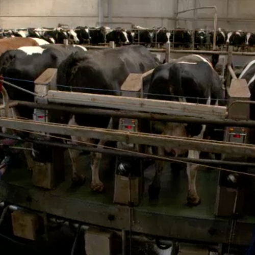 Afbeelding van Nederlandse melkveehouderij produceert nog te veel fosfaat