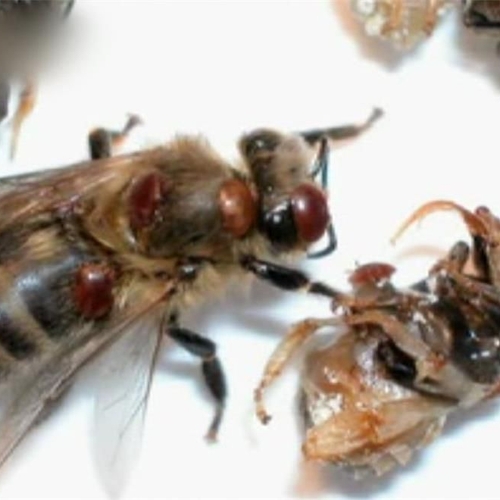 Goed nieuws voor de bijen: afgezwakt EU-plan om ze te ‘beschermen’ afgekeurd