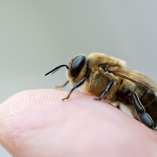 Omstreden bijengif ‘neonicotinoïden’ onnodig zeggen wetenschappers; er zijn genoeg alternatieven