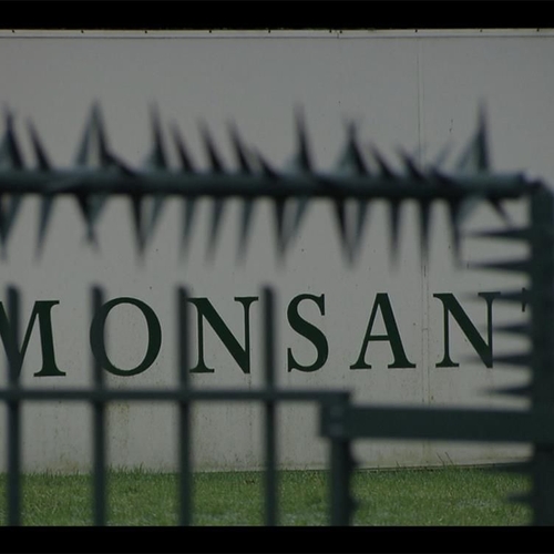 Afbeelding van Monsanto schikt voor 39,5 miljoen dollar in zaak om valse advertentieclaim