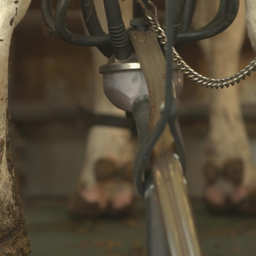Afbeelding van Kamer wil koeien verplicht de wei in