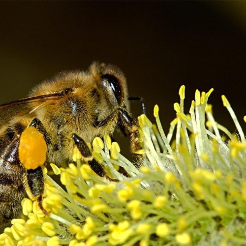 Nederland voor Europees verbod op bijengif