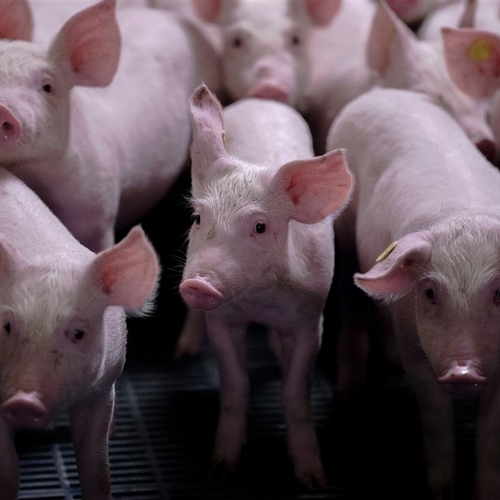 Afbeelding van D66 wil veestapel halveren, boerenorganisatie LTO noemt plan ‘bizar’