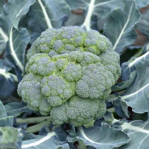 Patent broccoli ingetrokken: kwekers winnen van chemiereus Monsanto