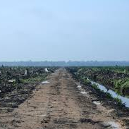'Nederland aan kop met duurzame palmolie'